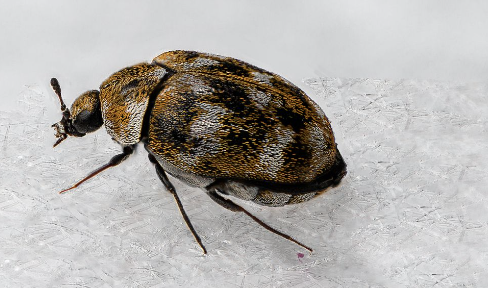 Carpet Beetles